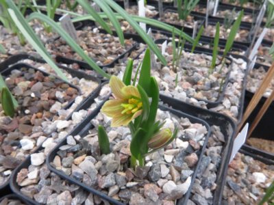 Fritillaria minuta