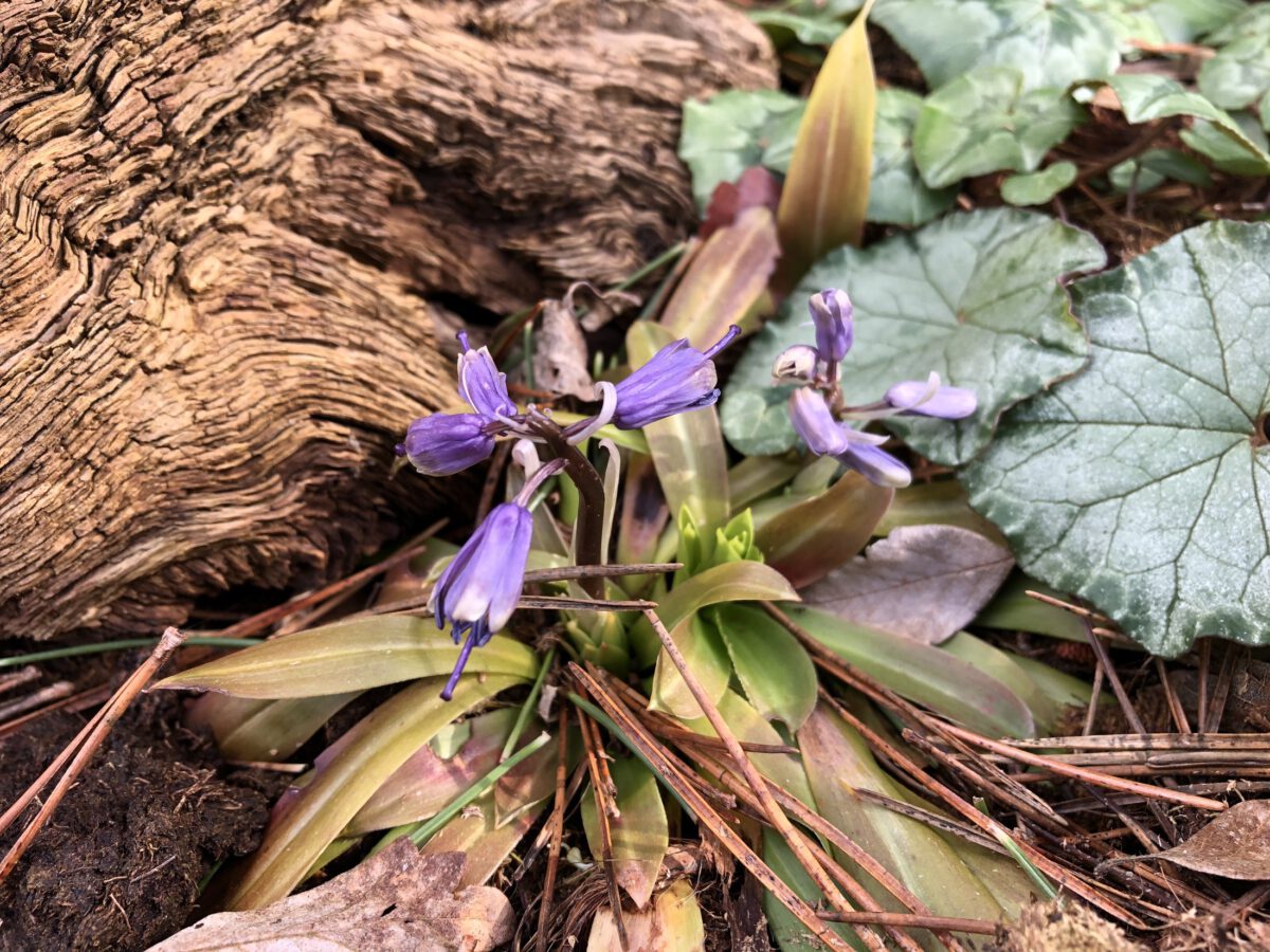 Helionopsis tubiflora 'Tempel Blue'