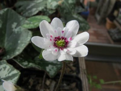 Hepatica japonica