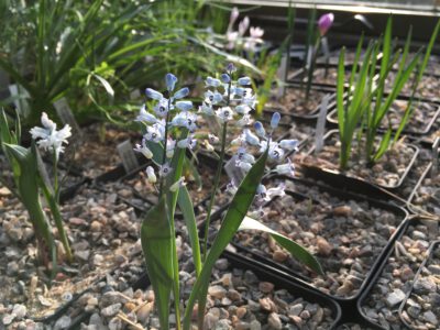 Hyacinthella aitchleyi