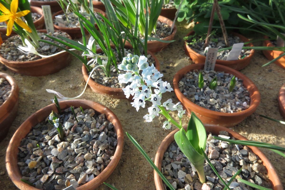 Hyacinthella campanulata