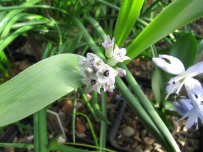 Hyacinthella lineata
