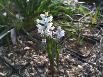 Hyacinthella siintensis