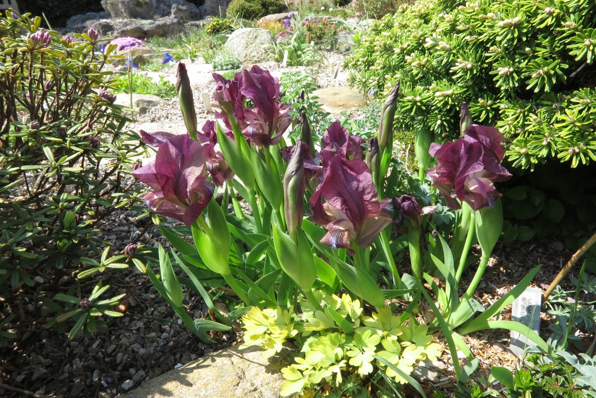 Iris attica