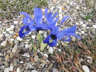 Iris histrioides deep blue form
