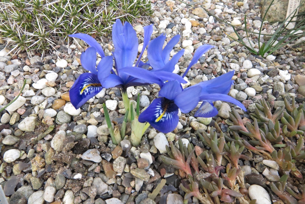 Iris histrioides deep blue form