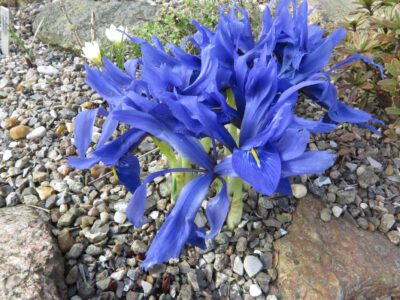 Iris histrioides seedling
