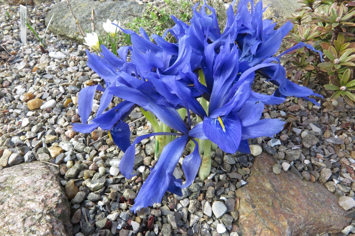 Iris histrioides seedling