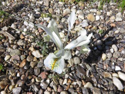 Iris histrioides v sophenensis