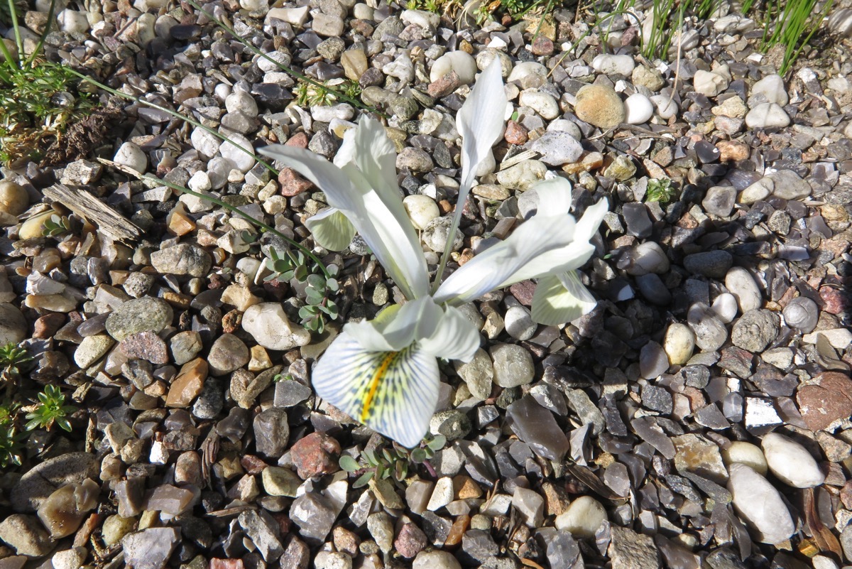 Iris histrioides v sophenensis