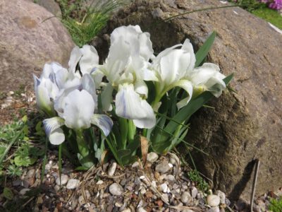 Iris lutescens alba