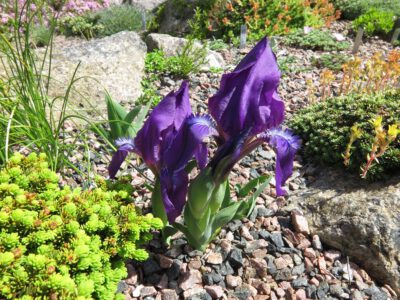 Iris pumila col Caucasus