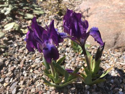 Iris pumila ex Moravia