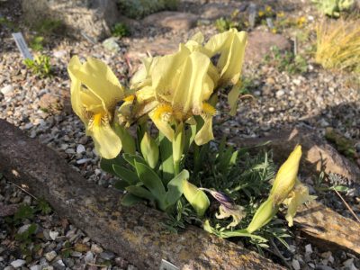 Iris reichenbachii dwarf form