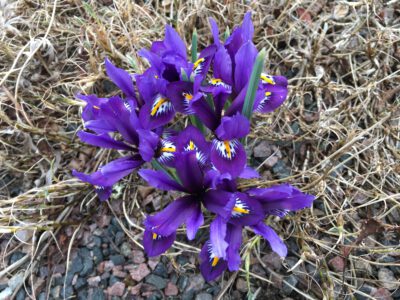 Iris reticulata 'Strike a Pose'