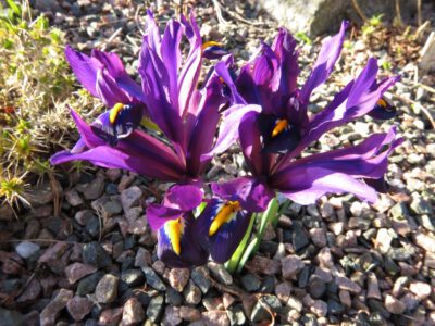 Iris reticulata 'Turkish Delight'