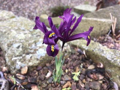 Iris reticulata kopetdaghensis