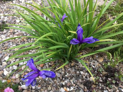 Iris rhutenica ssp brevituba