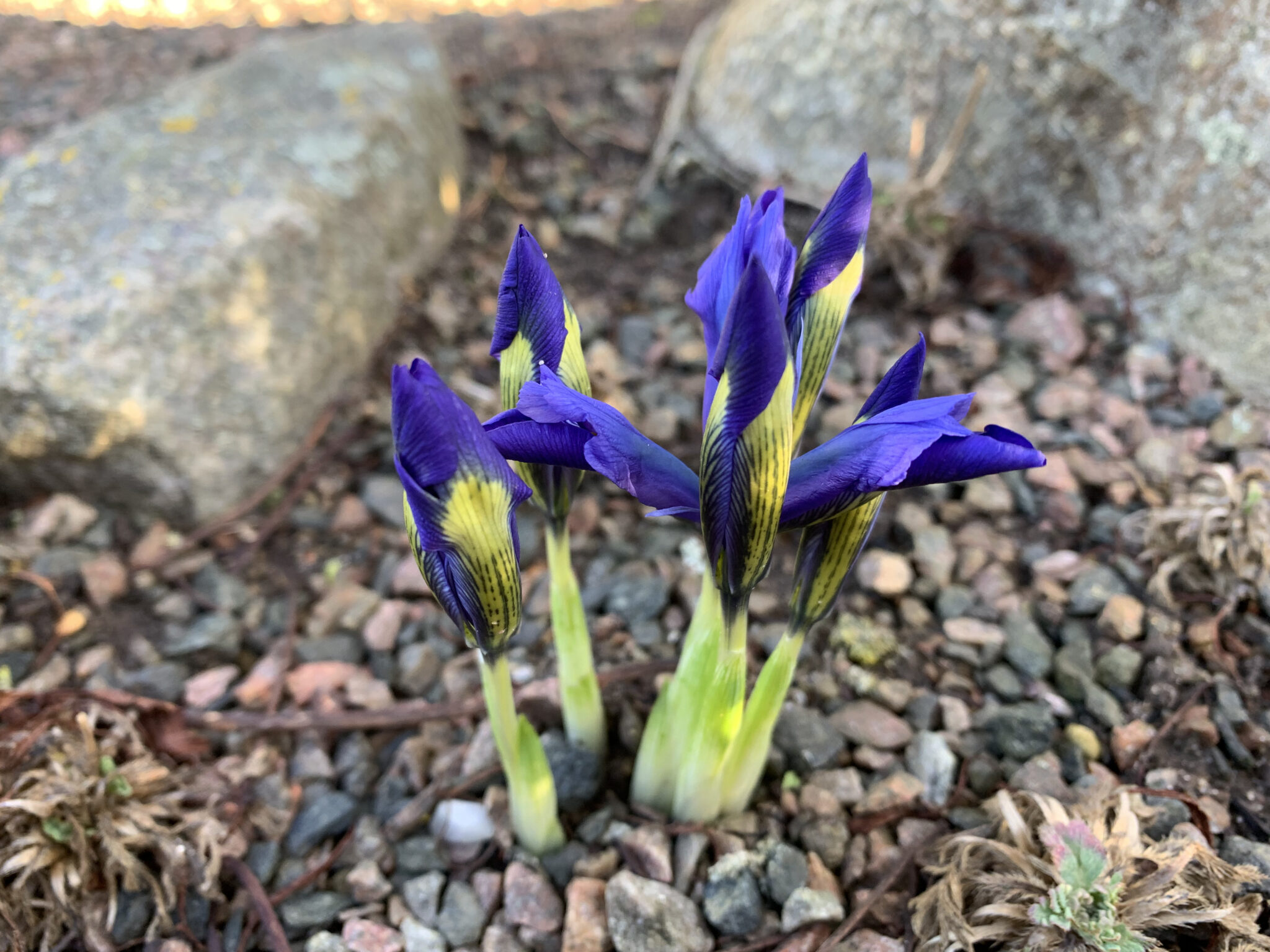 Iris sophenensis x danfordiae 'Blue Ice'