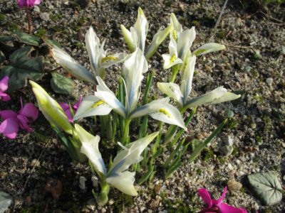 Iris sophenensis x danfordiae 'Making Out'