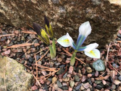 Iris sophenensis x danfordiae 'Snow and Sky'