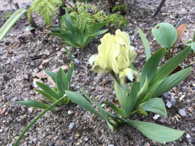 Iris taurica
