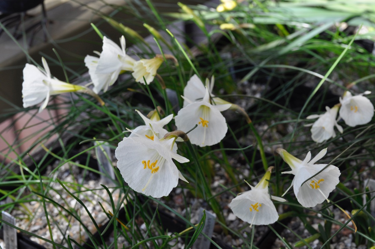 Narcissus 'Camaro'