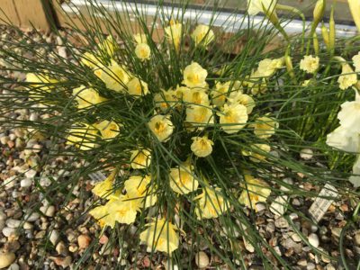 Narcissus bulbocodium ssp praecox v paucinervis RRW 84.18