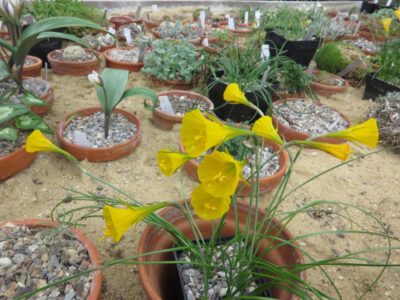 Narcissus bulbocodium v viriditubis SB204