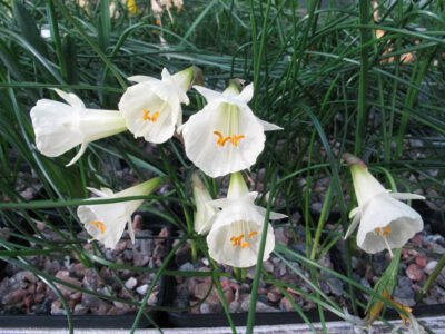 Narcissus bulbocodium x cantabricus