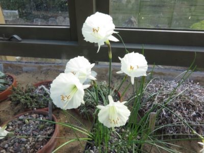 Narcissus cantabricus John Blanchard 8820