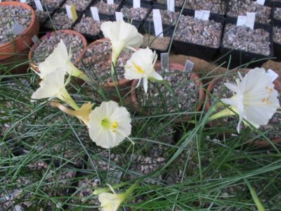 Narcissus cantabricus petuneoides