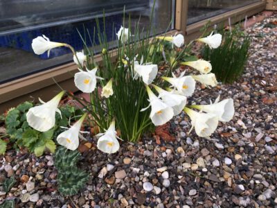 Narcissus cantabricus ssp cantabricus