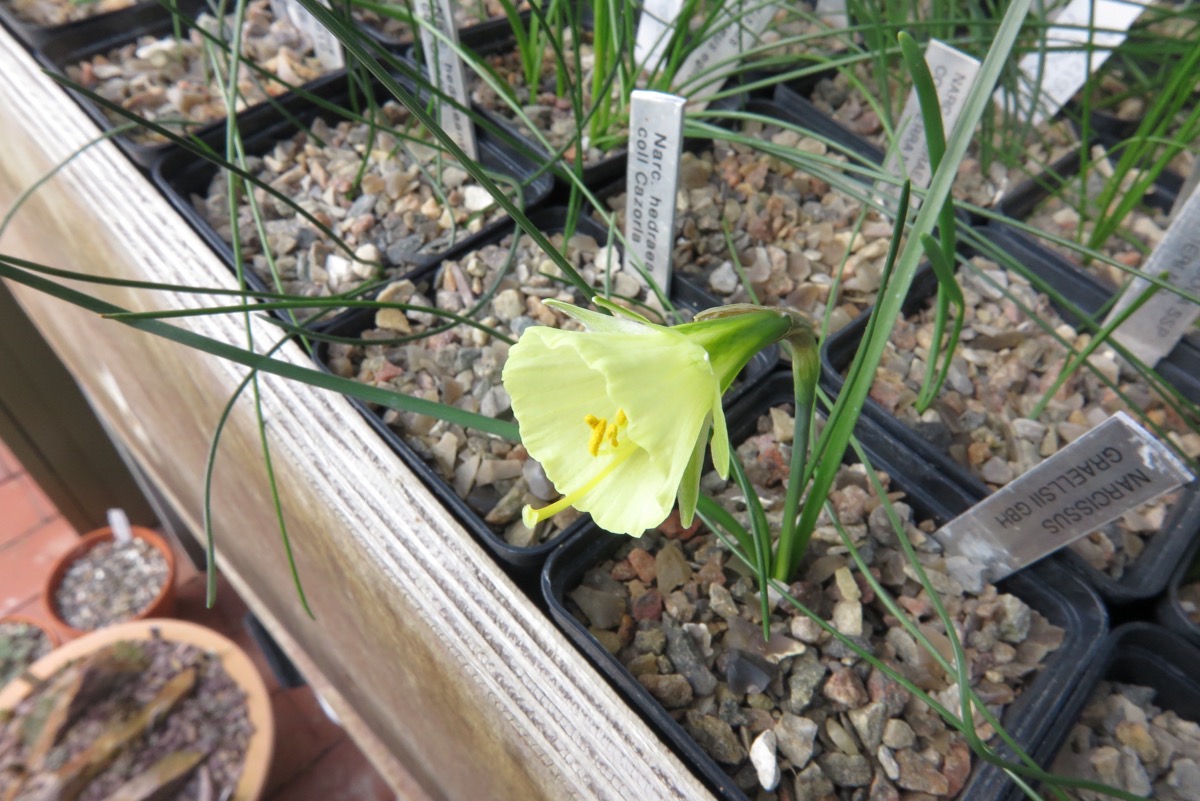 Narcissus graellsii