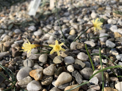 Narcissus hedraeanthus col Cazorla
