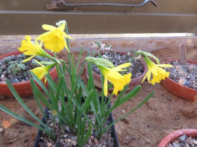 Narcissus jacetanus