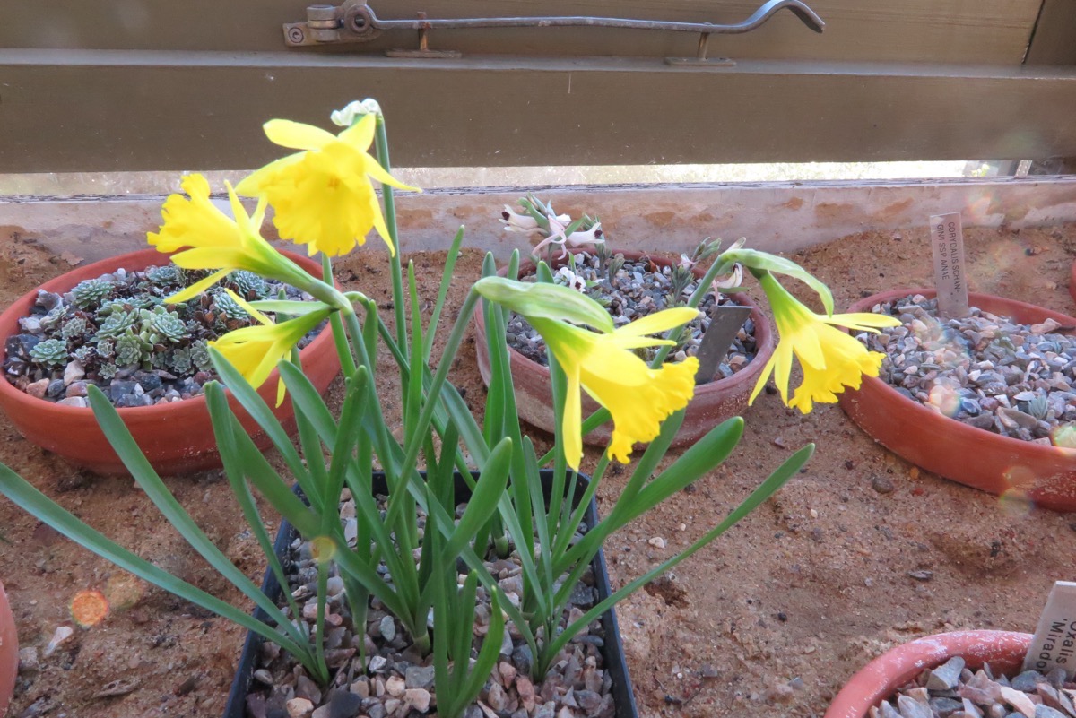 Narcissus jacetanus