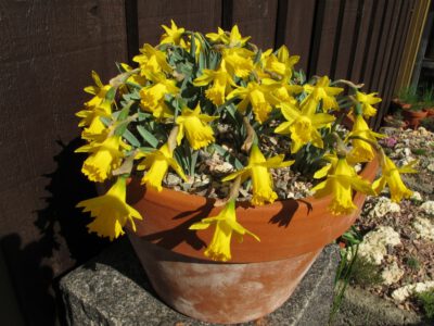 Narcissus minor 'Douglas Bank'