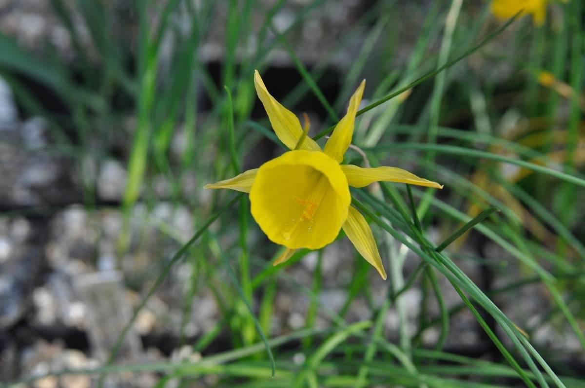 Narcissus x cazorlanus