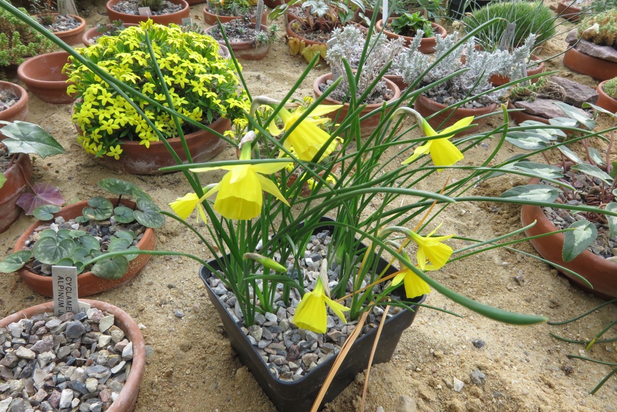 Narcissus x cazorlanus