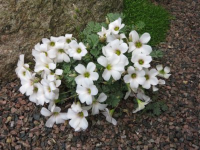 Oxalis big white flowers