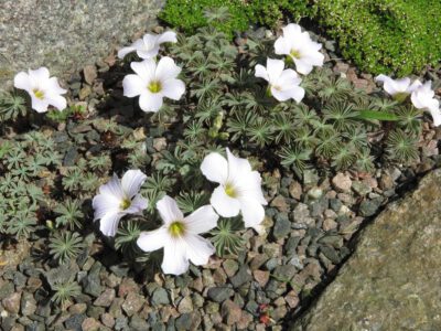 Oxalis herskinds anne