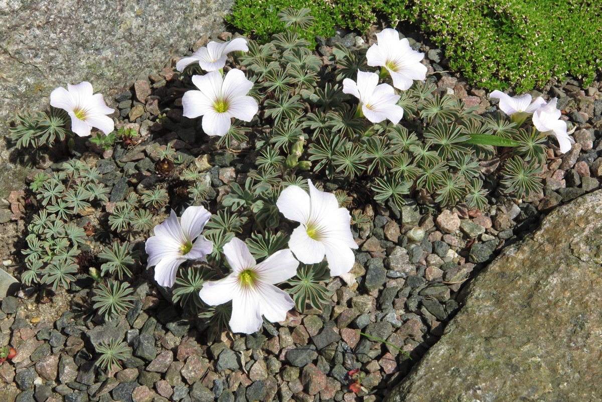 Oxalis herskinds anne