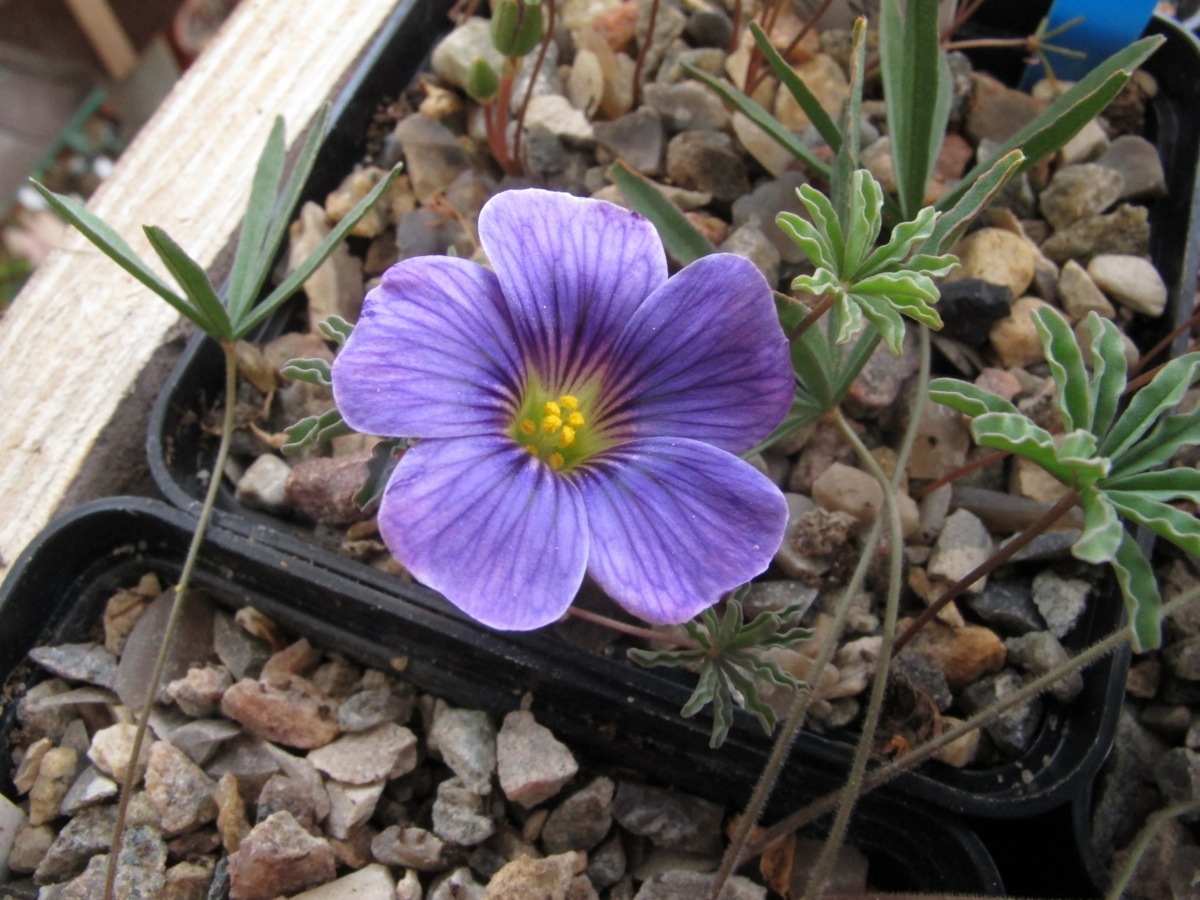 Oxalis laciniata kila 006