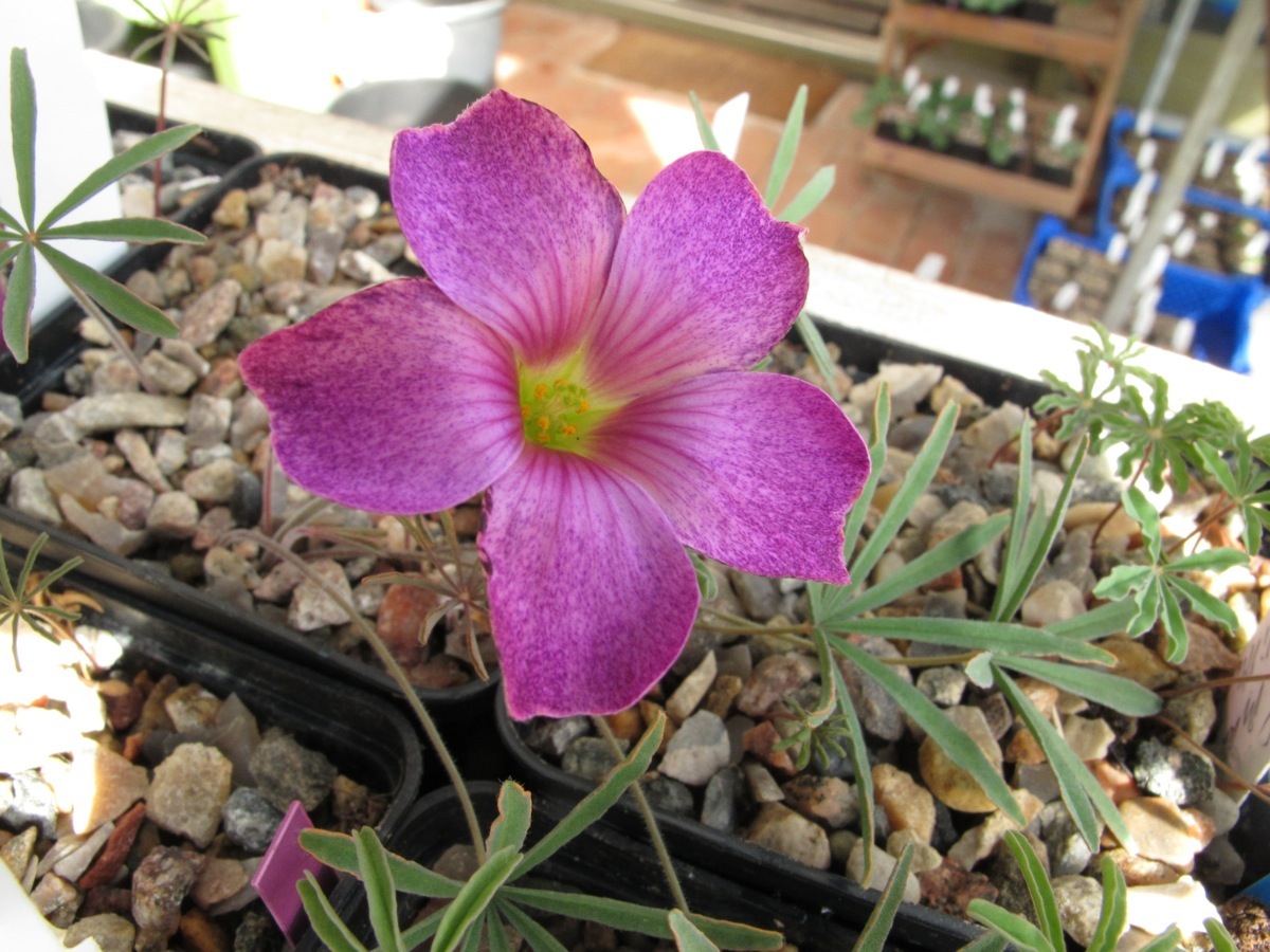 Oxalis laciniata kila 007