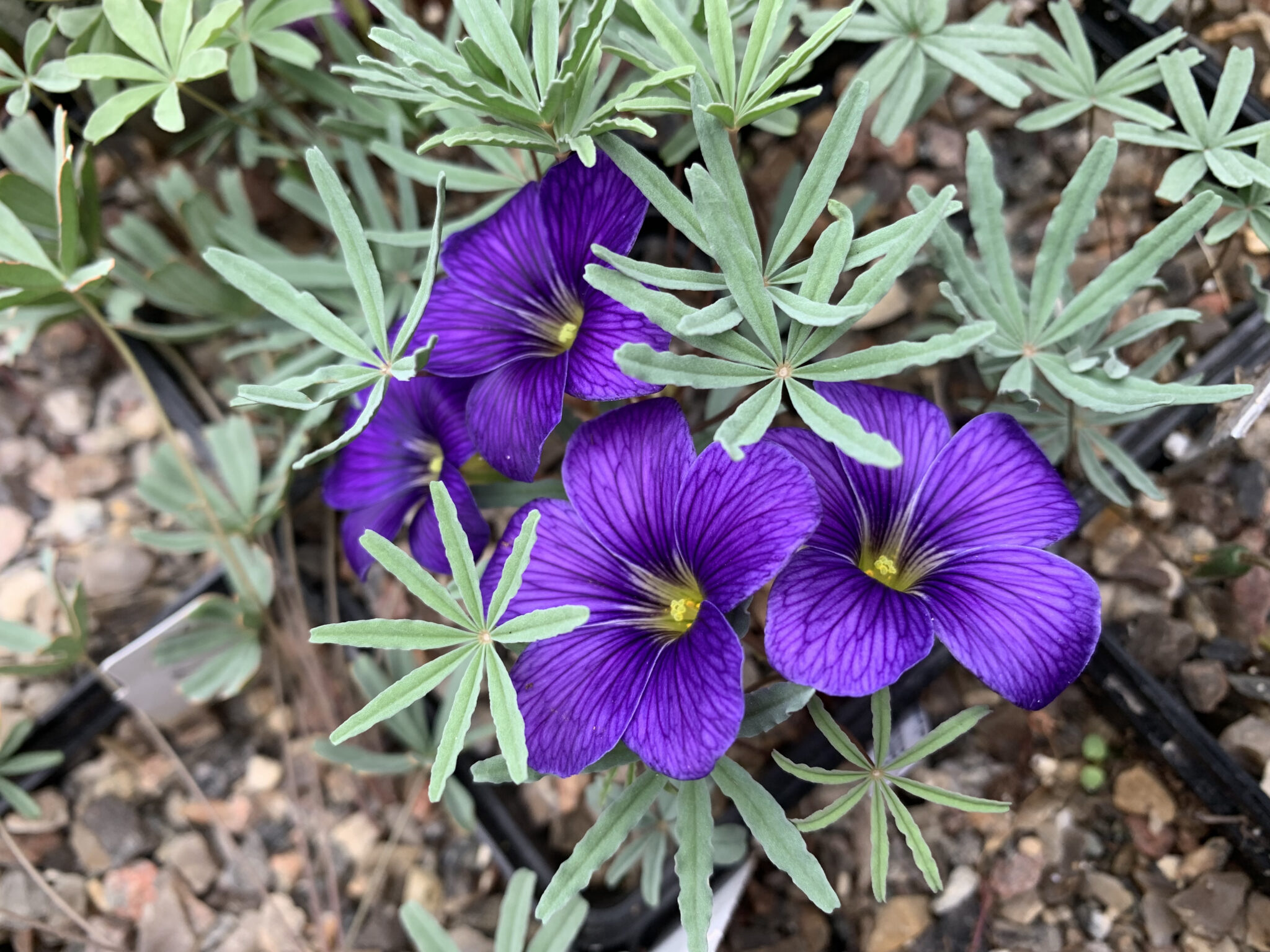 Oxalis laciniata kila 024