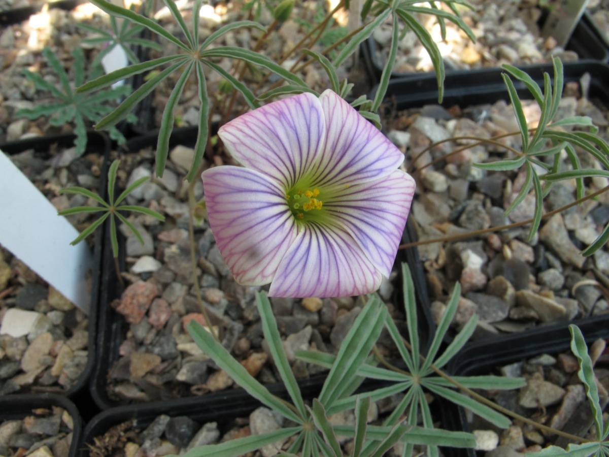 Oxalis laciniata kila 053