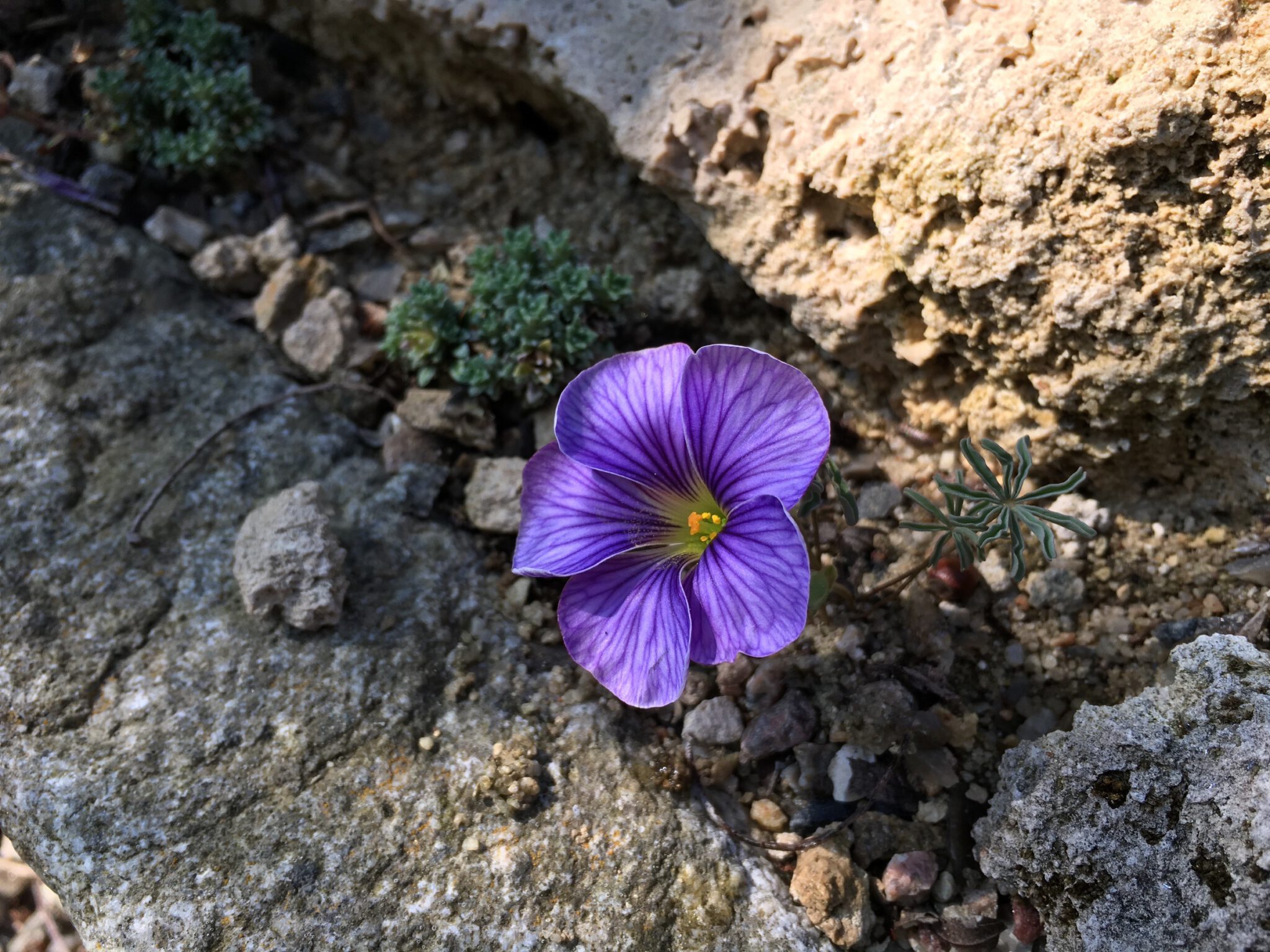 Oxalis laciniata kila 056