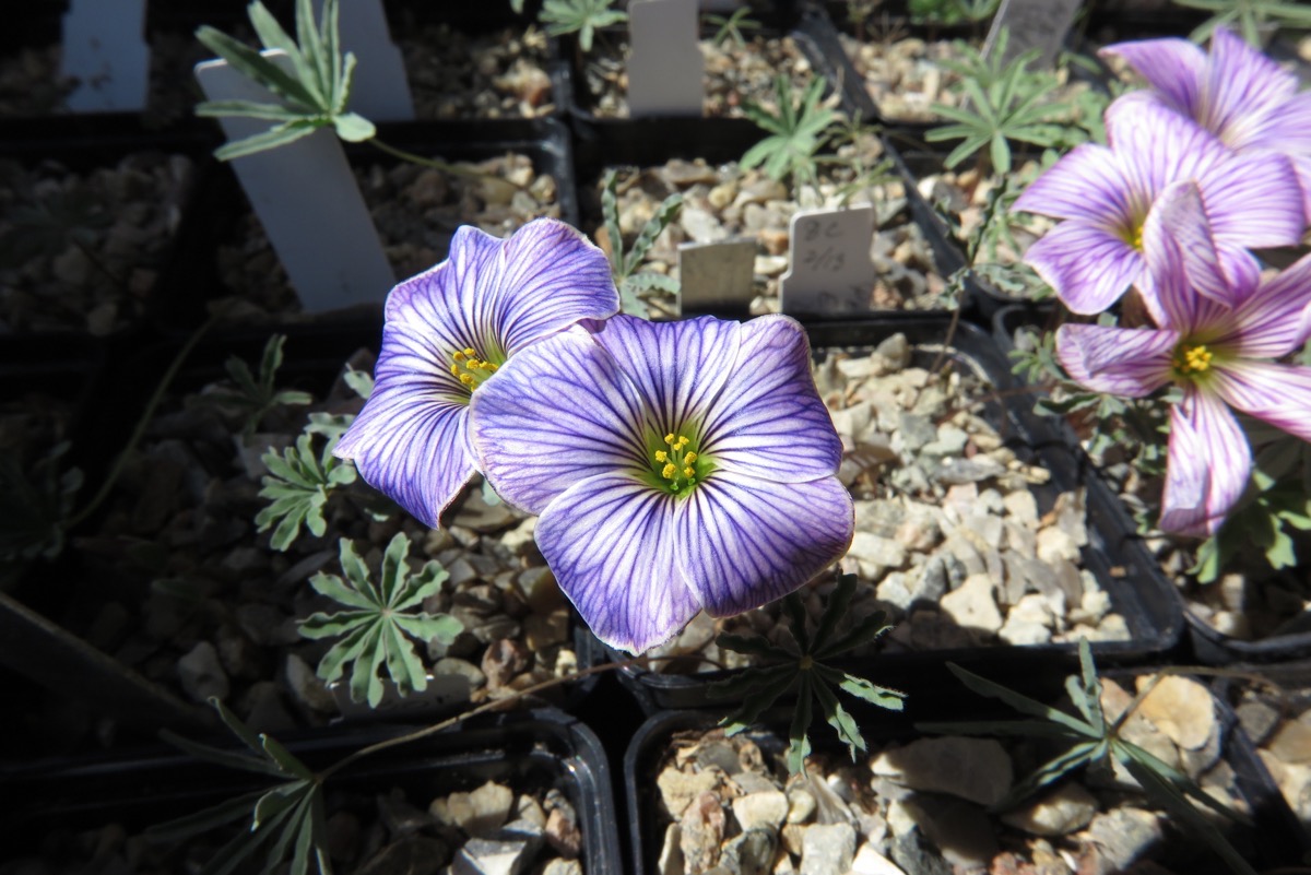 Oxalis laciniata kila 080