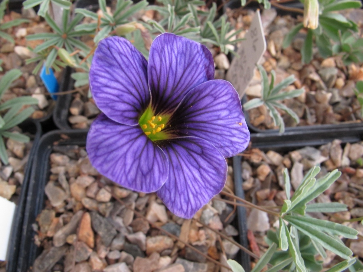 Oxalis laciniata kila 098